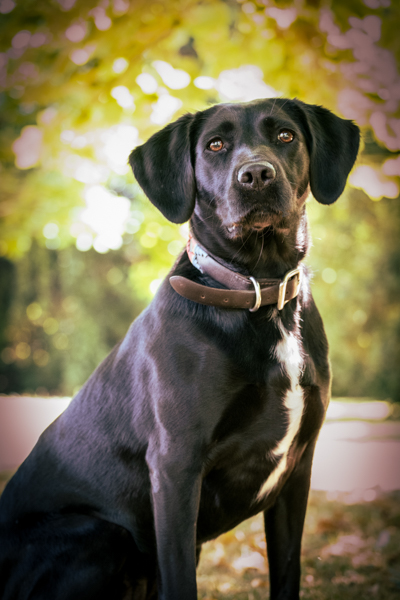 Dog Photographer Cheltenham