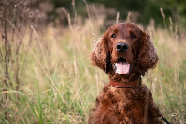 Dog Photographer