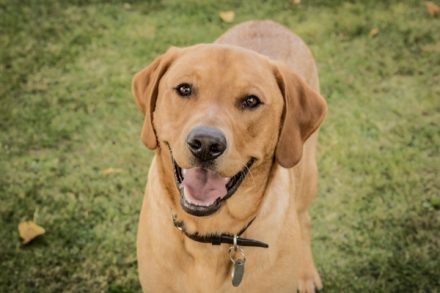 Dog Photoshoot Swindon