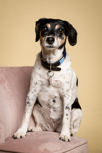 Dog Studio Photoshoot