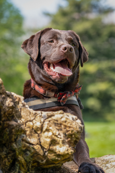 Outdoor Dog Photography