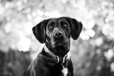 Outdoor Dog Photoshoot