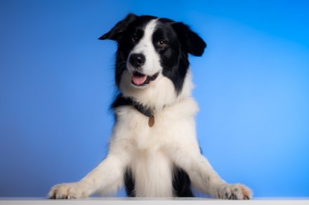 Studio Dog Photoshoot