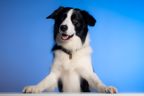 Studio Dog Photoshoot