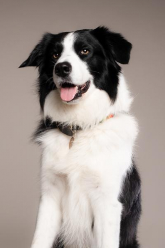 Dog-Photographer-Aylesbury