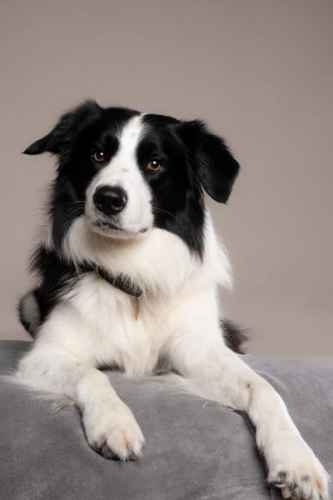 Dog-Photographer-Swindon