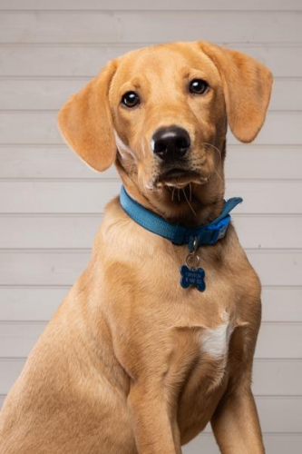 Dog-Photography-Oxfordshire