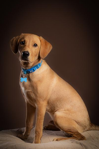 Dog-Photography-Witney