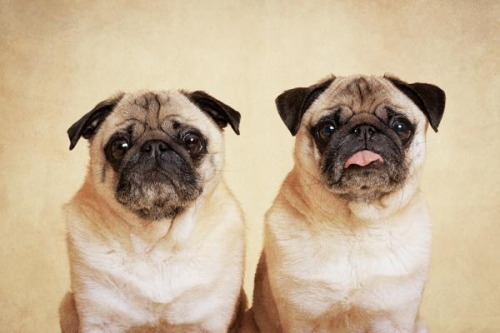 Dog photoshoot Witney