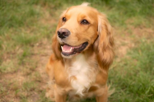 Professional-Dog-Photographer